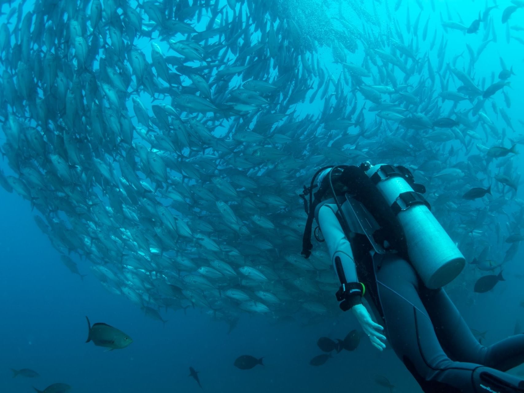 Person scuba diving with a school of fish in Waikiki Beach near Waikiki Resort Hotel by Sono