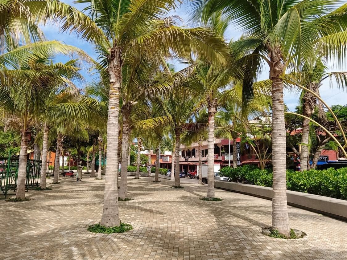 Palm trees at Paseo Del Pescador near Marea Beachfront Villas