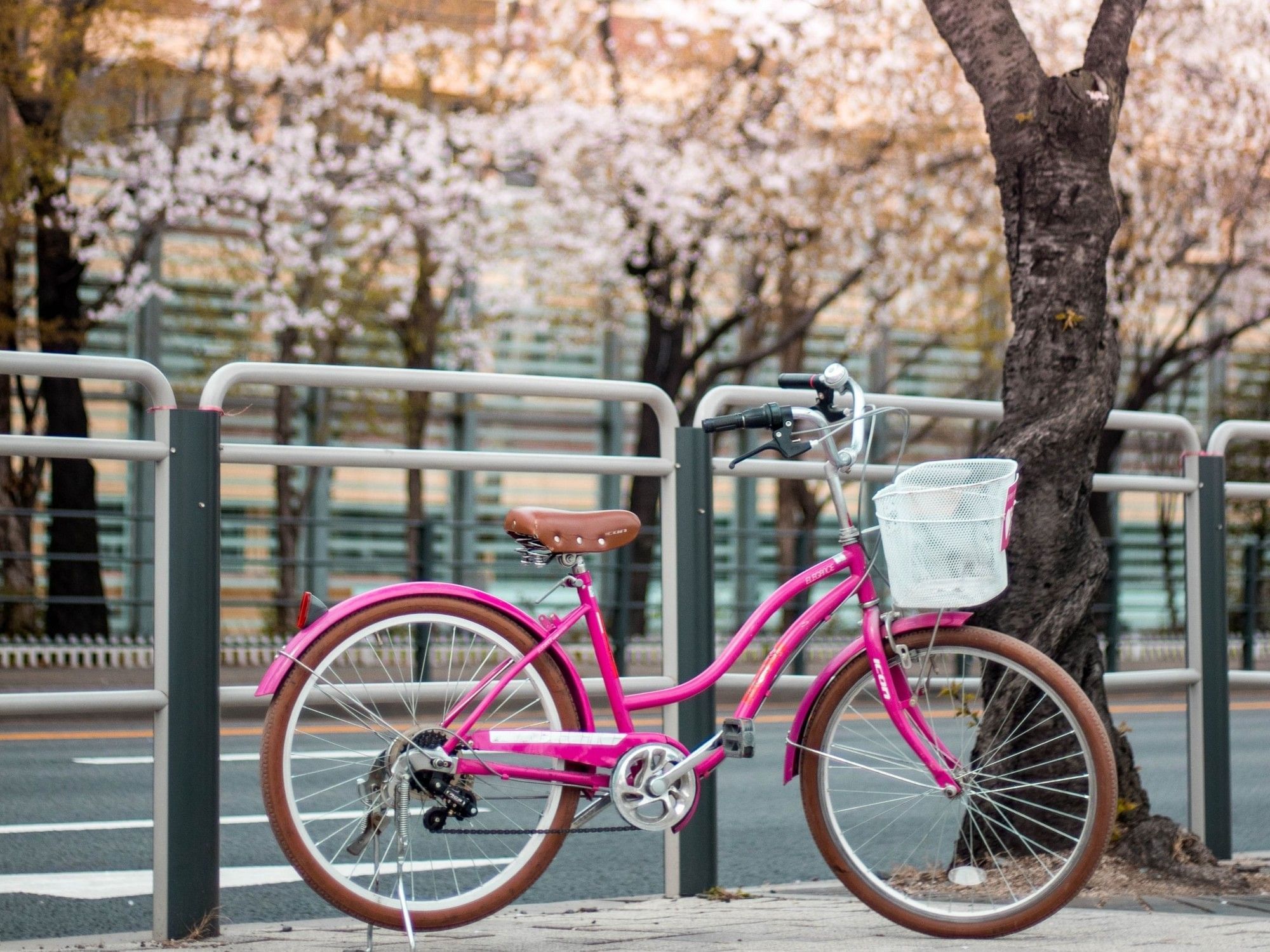 Cherry Blossom | Park Hotel Kyoto