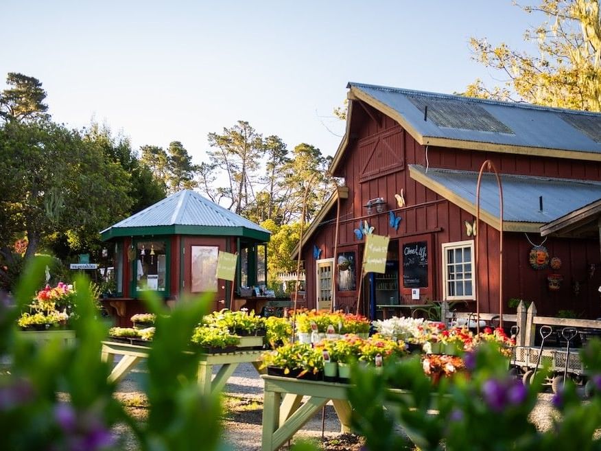 Cambria Nursery