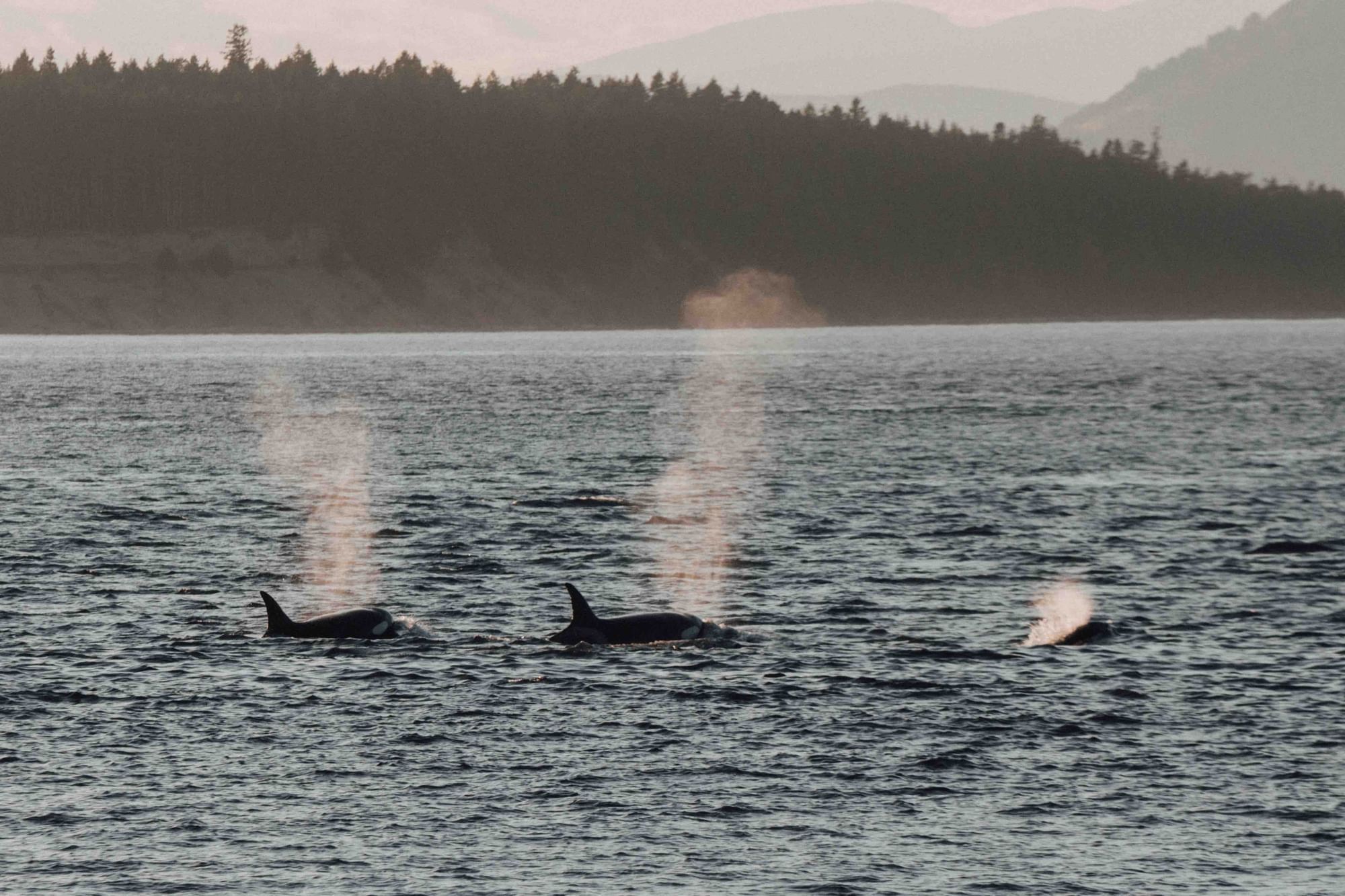 The Juan de Fuca Marine Trail offers the chance to view some of British Columbia’s most iconic wildlife.