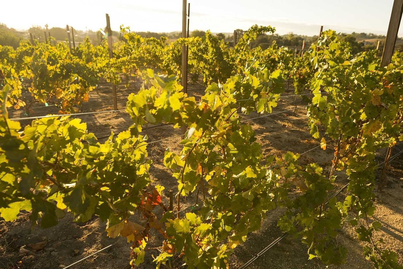 Vineyard at Allegretto Vineyard Resort in Paso Robles