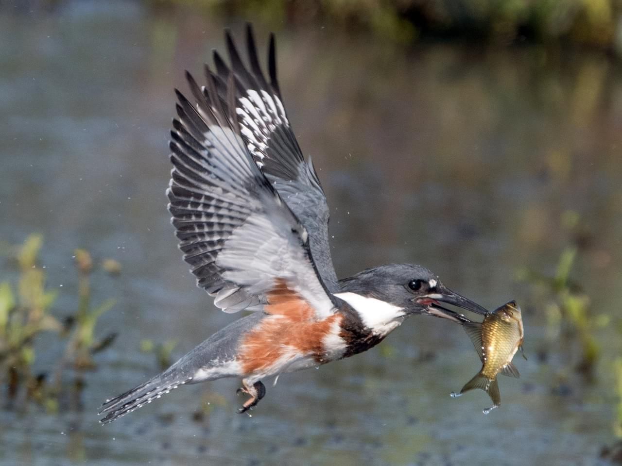 The Belted Kingfisher - Alderbrook Blog