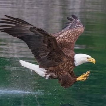 Photo of Bald Eagle landing on the river at Alderbrook 
