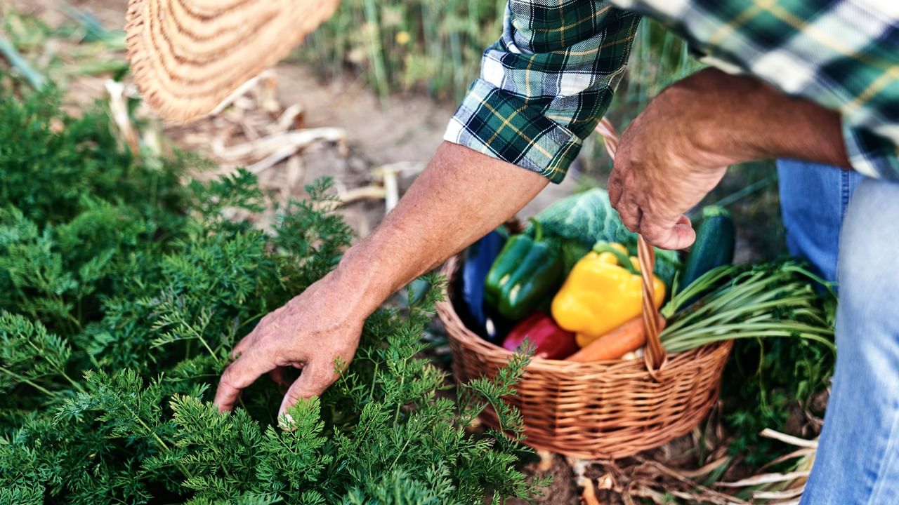 Person in plaid shirt tending to green herbs while holding a wicker basket filled with fresh colorful vegetables.