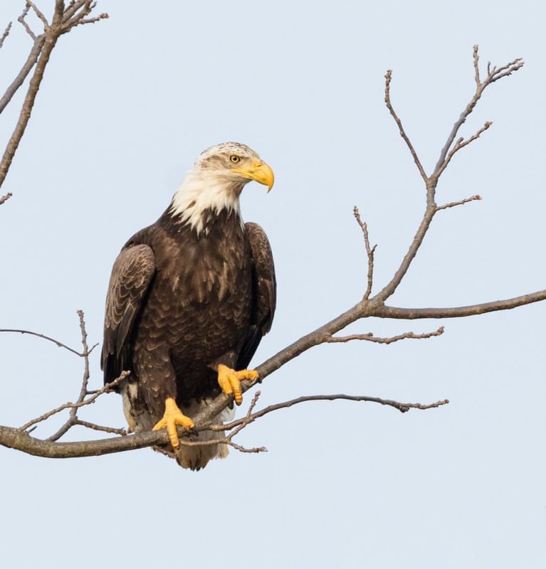 Close up of a eagle near Inn at Willow Grove