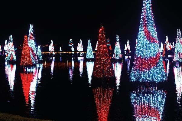 The Sea of Trees is always a sight to see at SeaWorld’s Christmas Celebration