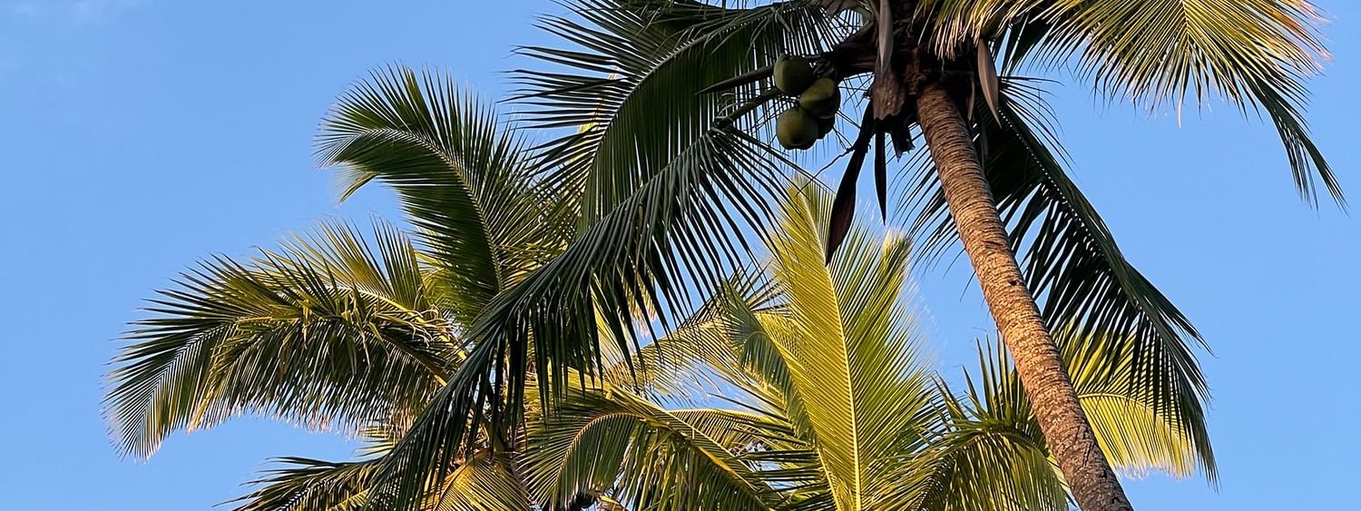Tall coconut palm trees against blue sky at Tambua Sands Beach Resort in Sigatoka