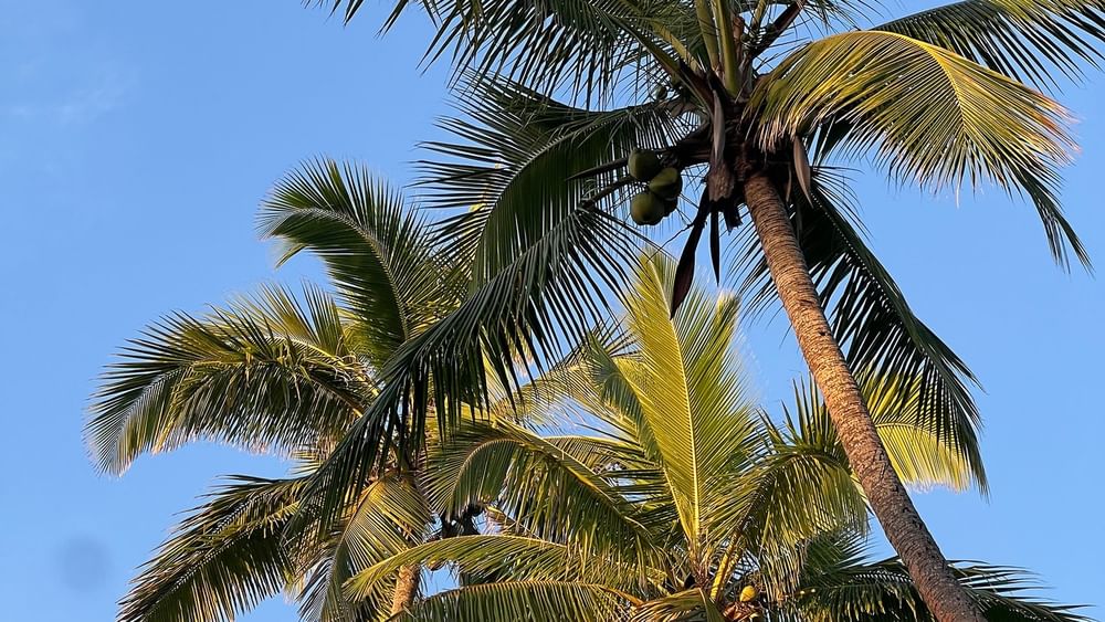 Tall coconut palm trees against blue sky at Tambua Sands Beach Resort in Sigatoka.