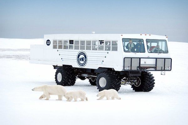 Polar Bears In The Snow With A Tour Bus Beside Them