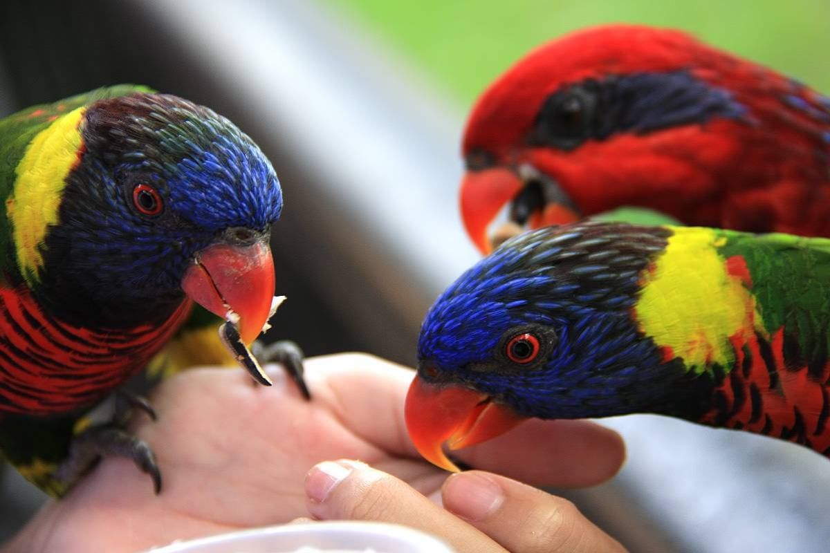 Penang Bird Park - Outdoor activity near Butterworth, Penang