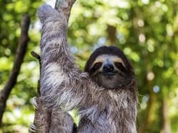 Pygmy three-toed sloth near Gamboa Rainforest Resort