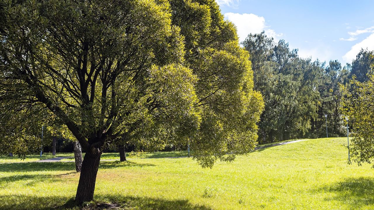 Green park with large trees.