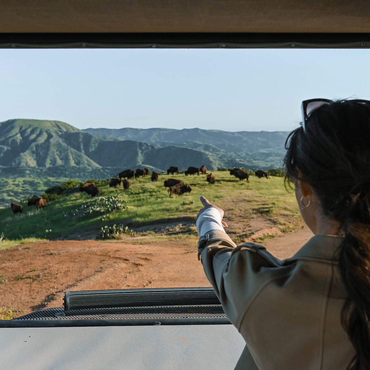 Couple in vehicle pointing at herd of bison on hillside for Phoenix to Catalina: Your Ultimate Getaway blog.