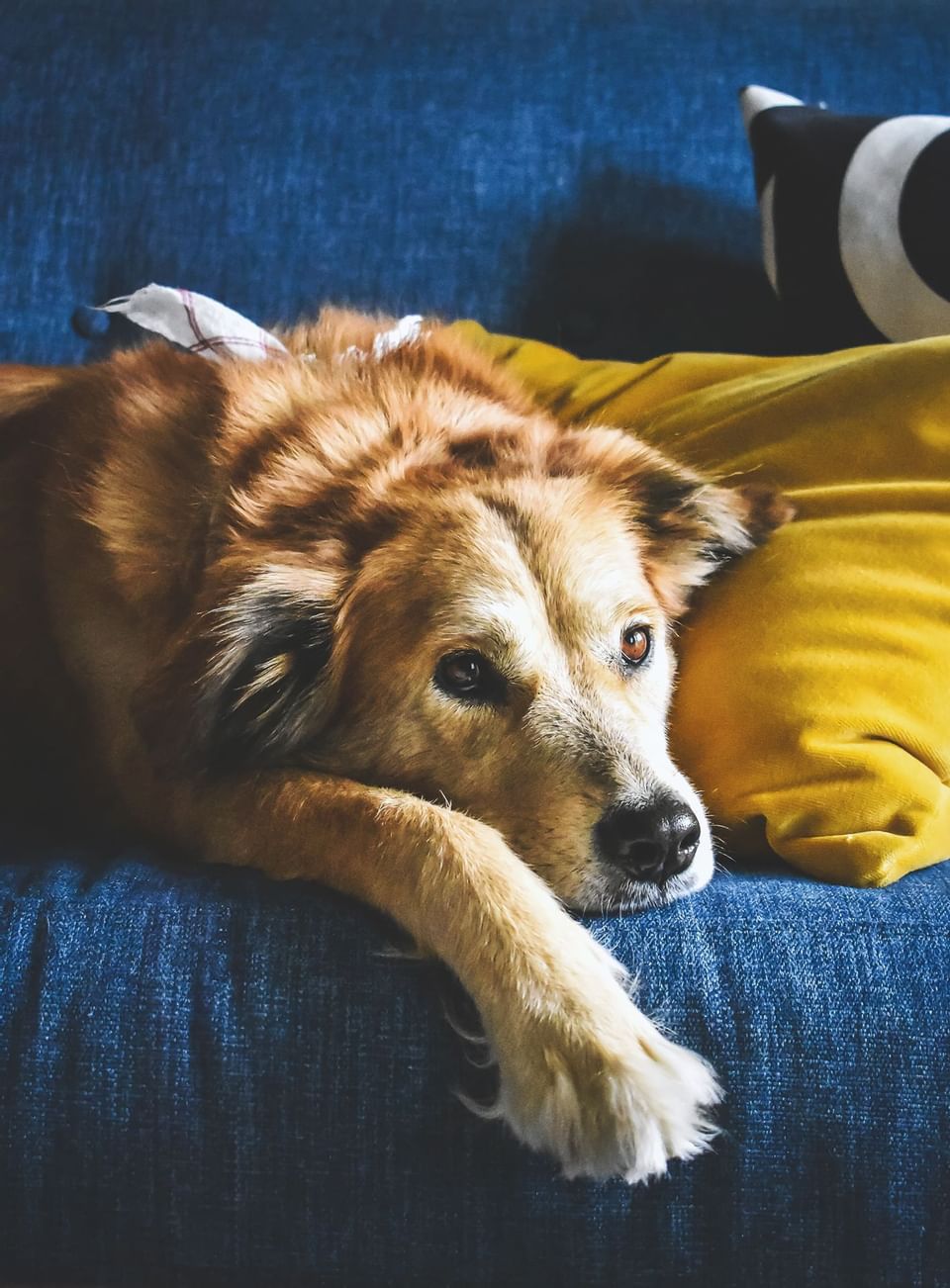 Closeup of a dog sitting on a couch at Summit Lodge