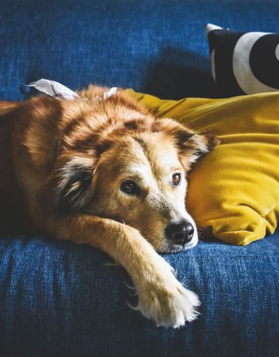 Closeup of a dog sitting on a couch at Summit Lodge