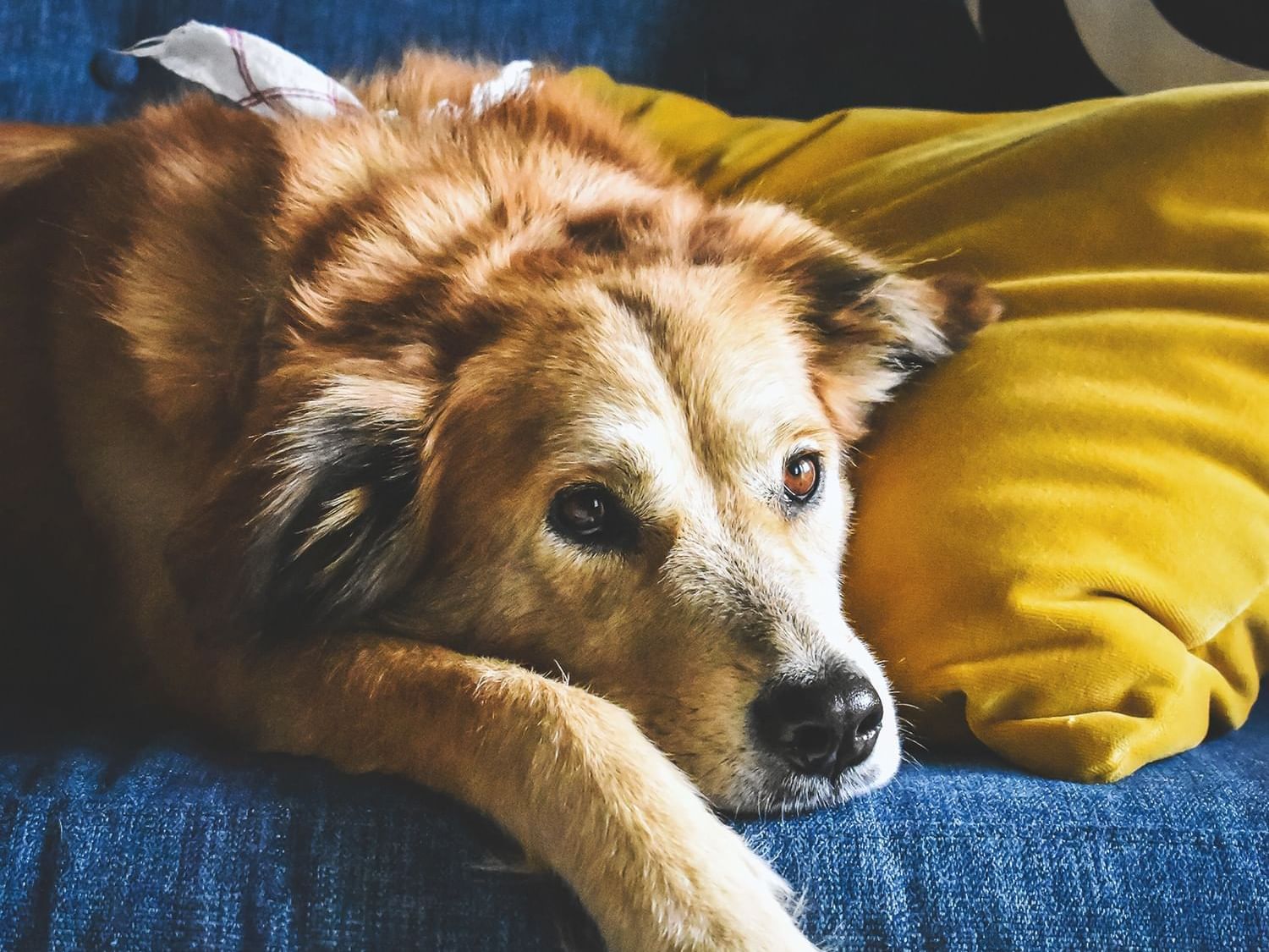 Closeup of a dog sitting on a couch at Summit Lodge