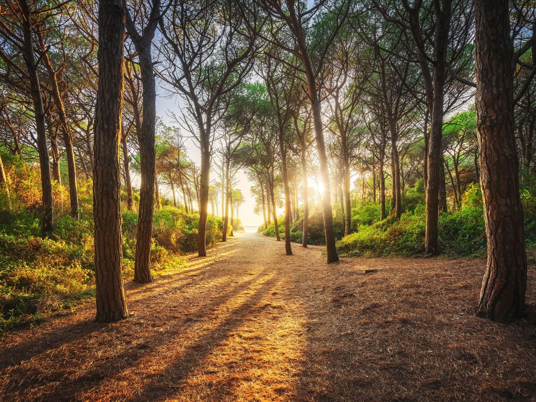 Pathway in Maremma Pinewood near Golf Hotel Punta Ala