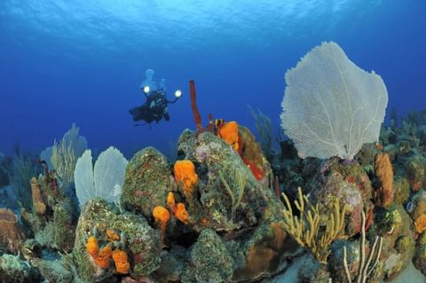 Diver diving on the coral reef in the sea, Golden Rock Resort