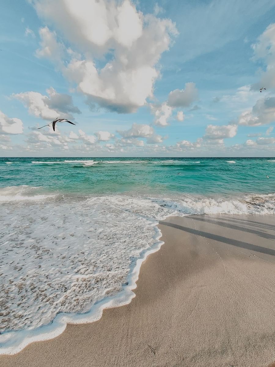 A bird flying over the beautiful ocean near Crest Hotel