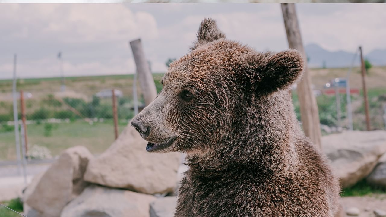 Grizzly bear in enclosure with rocks and greenery at Discovery Wildlife Park.