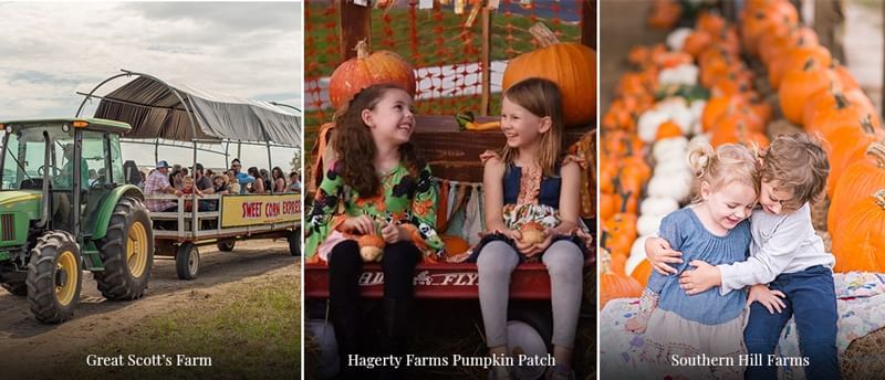 Farm with pumpkin patches near Lake Buena Vista Resort Village & Spa