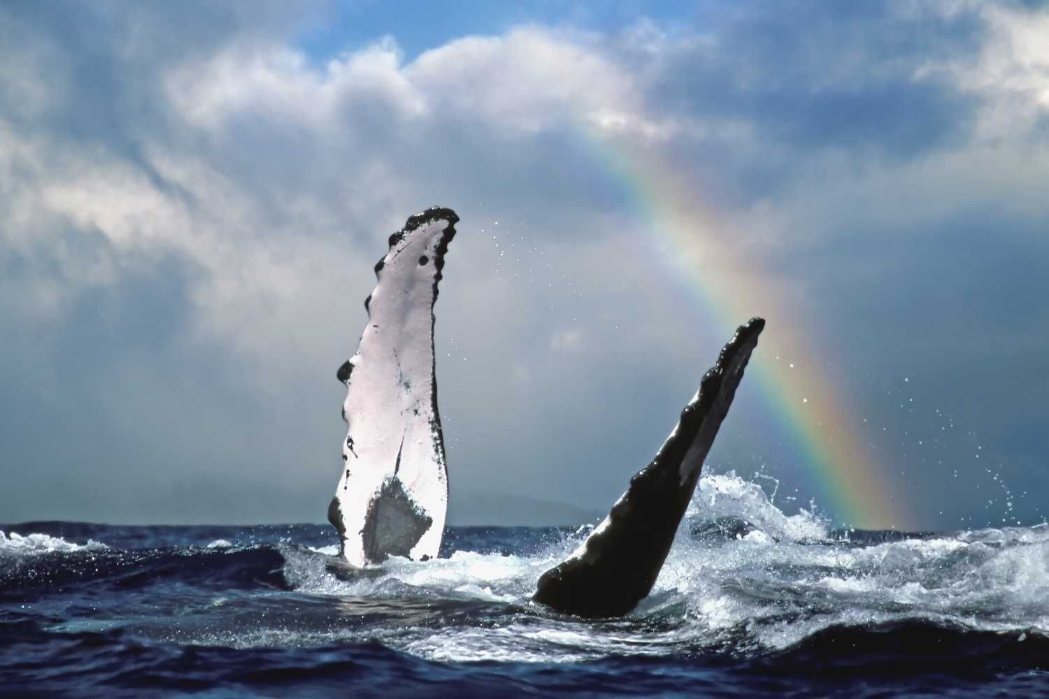 Count Humpback Whales on the sea near Waikiki Resort Hotel