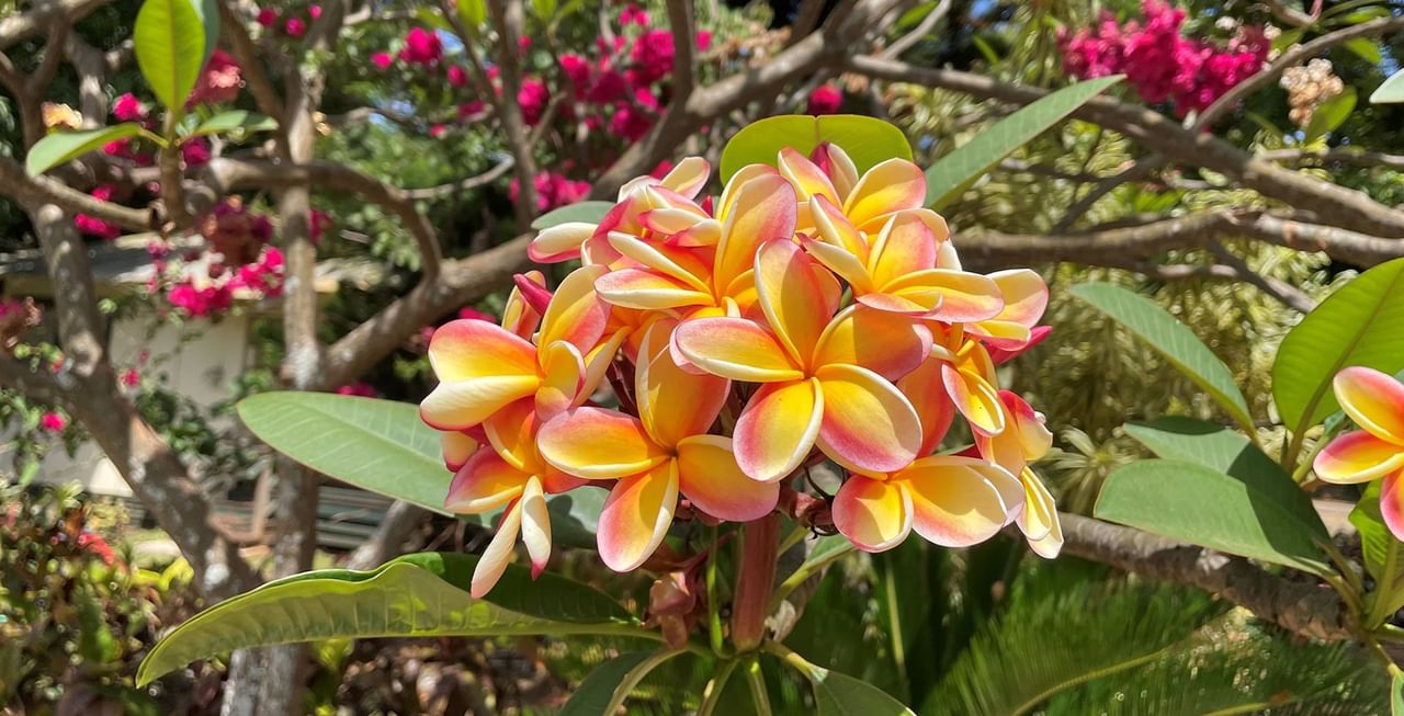 Plumeria