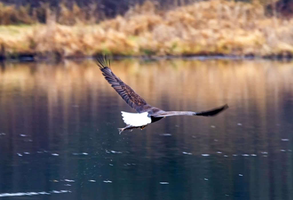 bald eagle flying over a lake