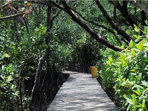Pathway in Mangrove forest Surabaya nesr Vasa Hotel Surabaya