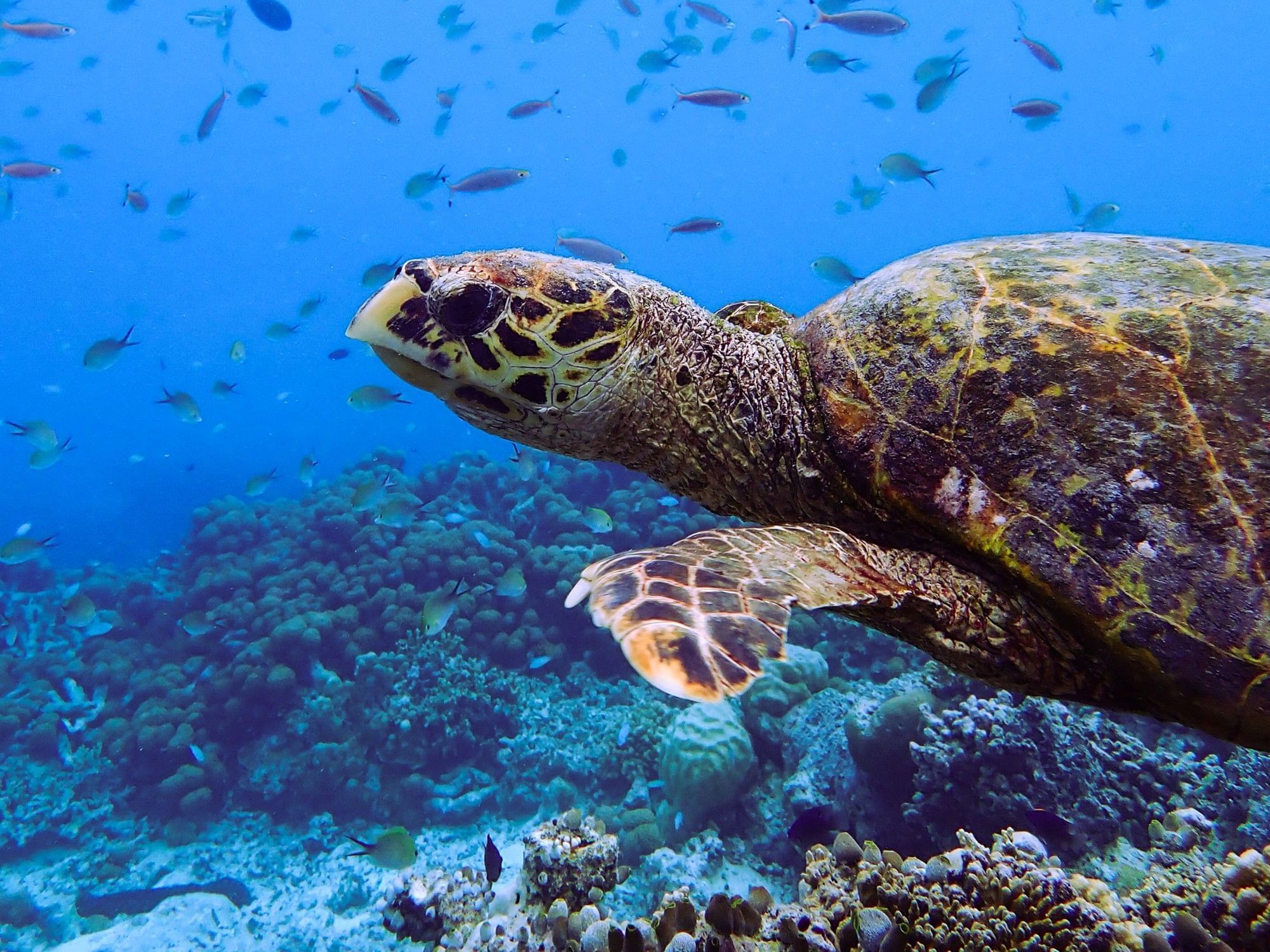Marine Life | Maldives Travel | Grand Park Kodhipparu, Maldives 