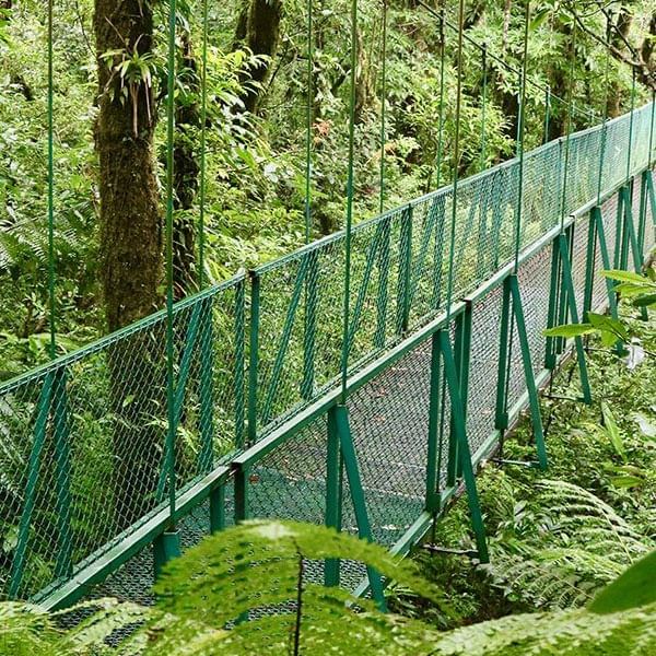 A suspension bridge in the woods near Ficus Lodge