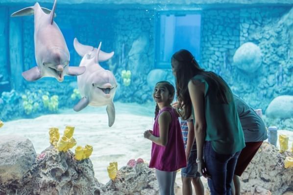 A girl smiles over her shoulder at a woman as they both stand in front of a large aquarium tank with two happy dolphins. 