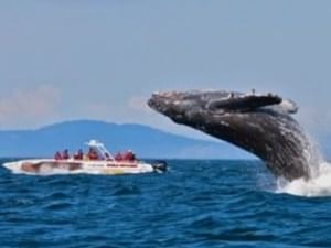 Whale watching cruises near The Sebel Brisbane Margate Beach