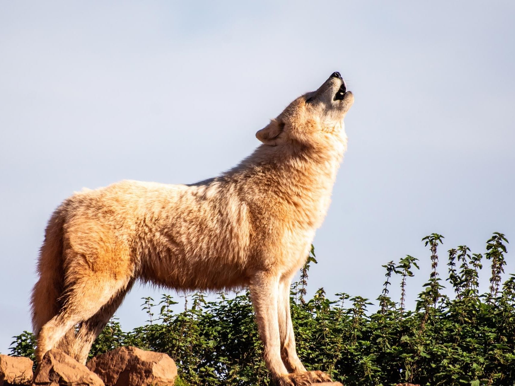 Coyote's Gift Shop - Destination Osoyoos