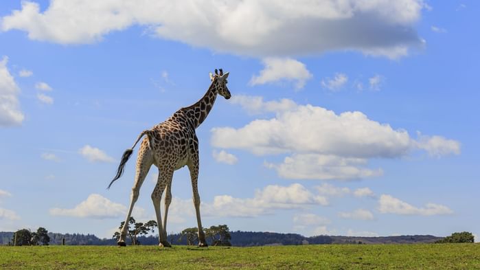 Giraffe walking on green lawn at Village Hotels Solihull