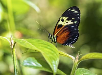 Mariposas en Mariposario