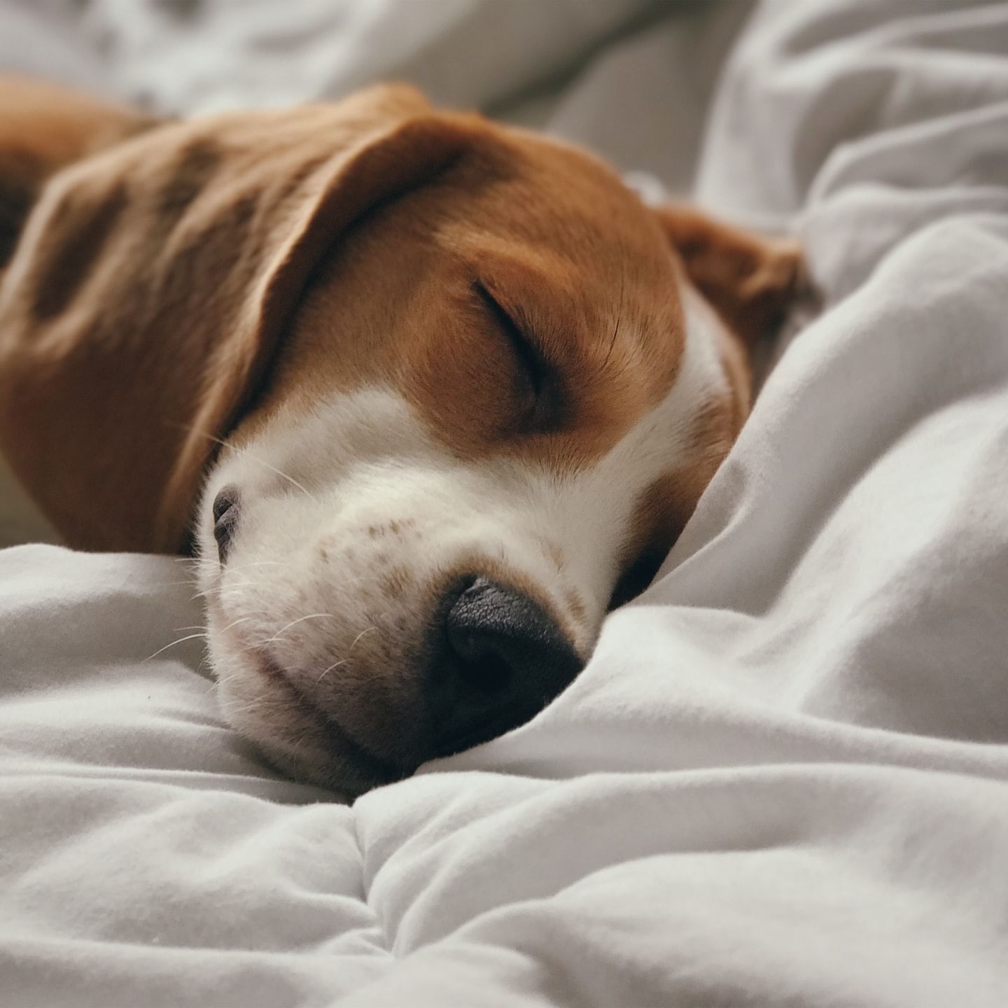 A closeup picture of a dog sleeping on a bed