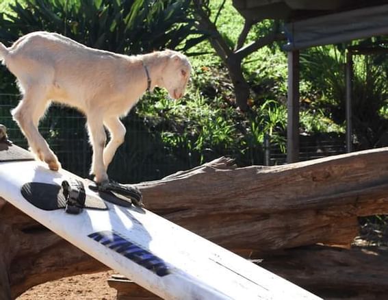 Close-up of a goat on a slide at Ka'anapali Beach Hotel Hawaii