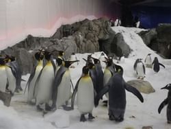 Sea Life Aquarium, penguins near Brady Hotel Flinders Street