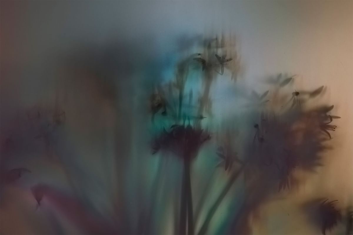 Blurred background image of tree branch used at Dunluce Lodge