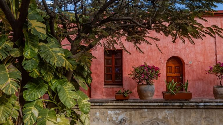 Árbol verde frondoso con hojas anchas frente a patio rojo rústico del hotel en Quinta Real Oaxaca