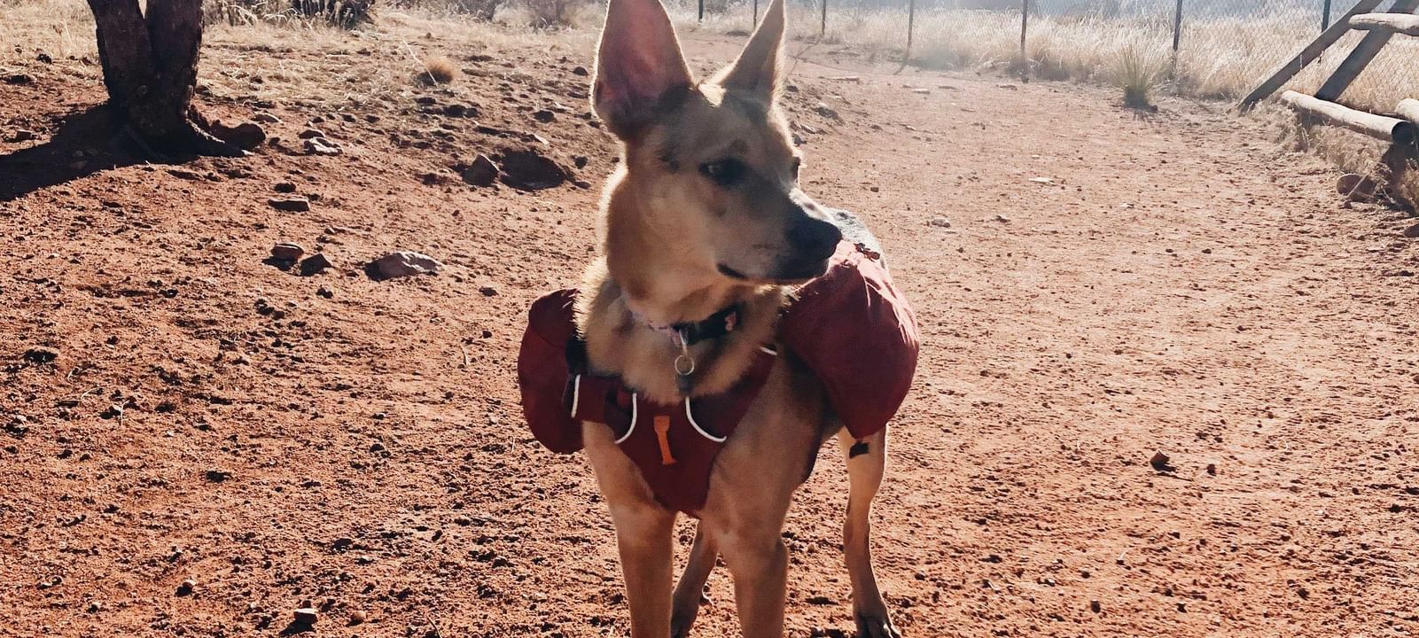 Dog wearing hiking gear near Kinship Landing