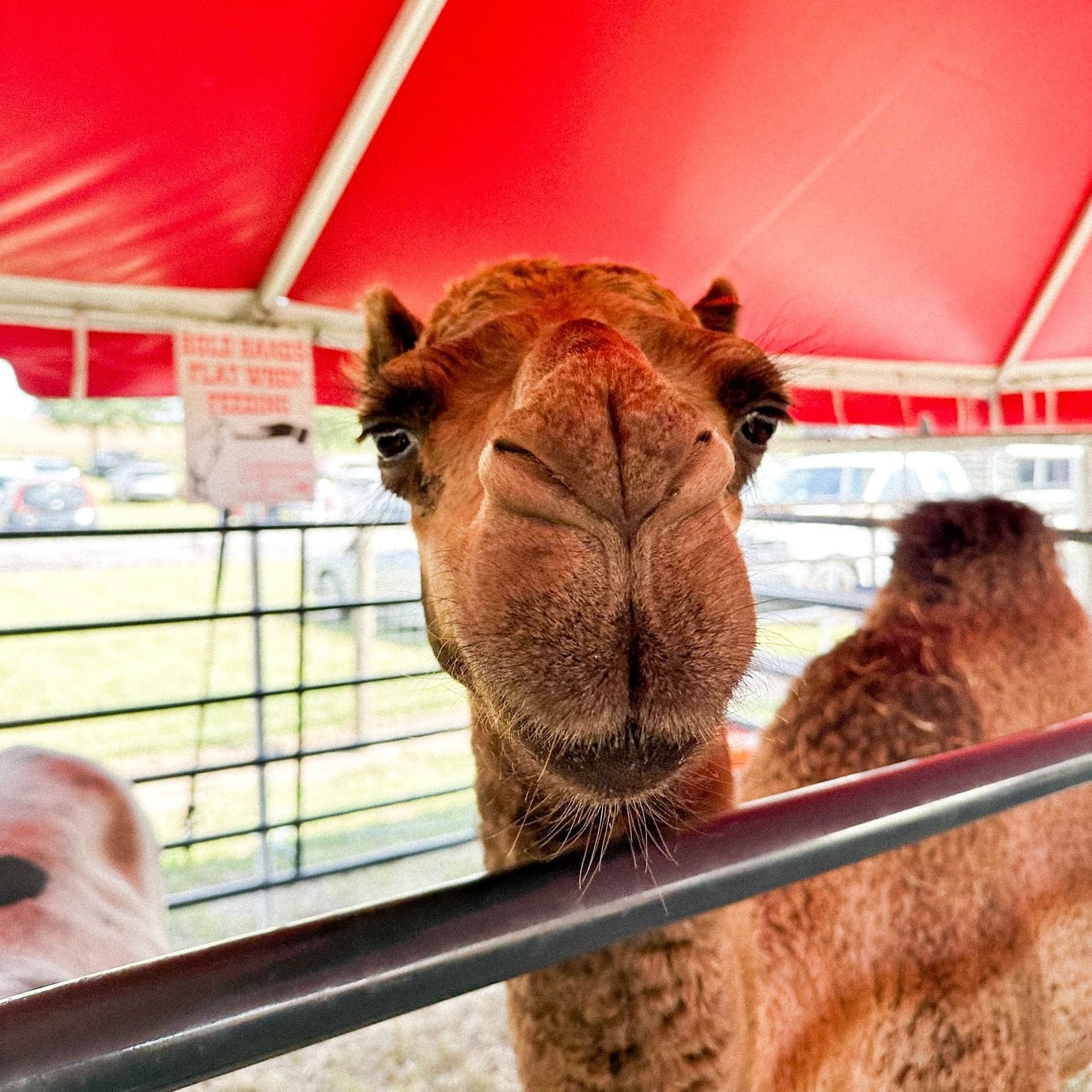 Close-up of a camel's face peering over a fence at Amber Brooke Farms near Lake Buena Vista Resort Village & Spa