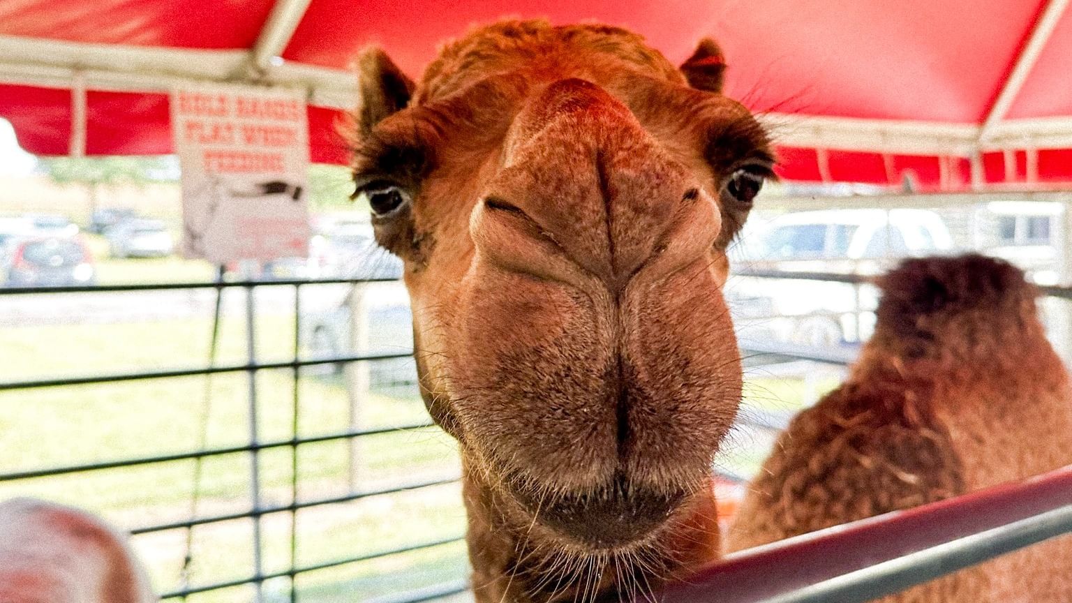 Close-up of a camel's face peering over a fence at Amber Brooke Farms near Lake Buena Vista Resort Village & Spa