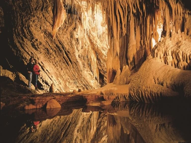 Wonders Under the Cradle Mountain near Cradle Mountain Hotel