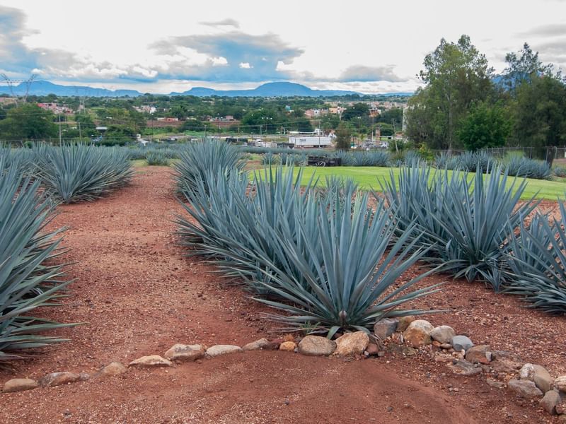 Blue agave plants in a field with distant mountains near Fiesta Americana