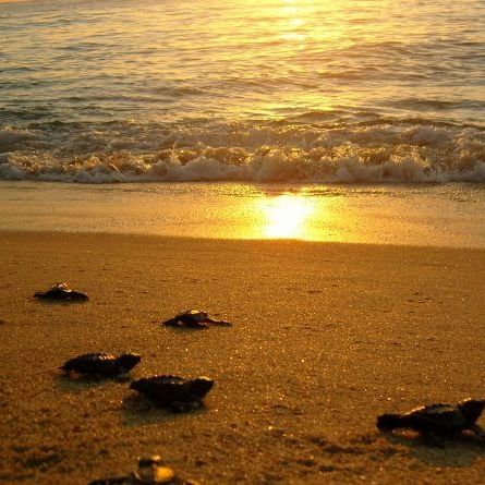 Turtles in the coast of Cabo near Casa Dorada Los Cabos