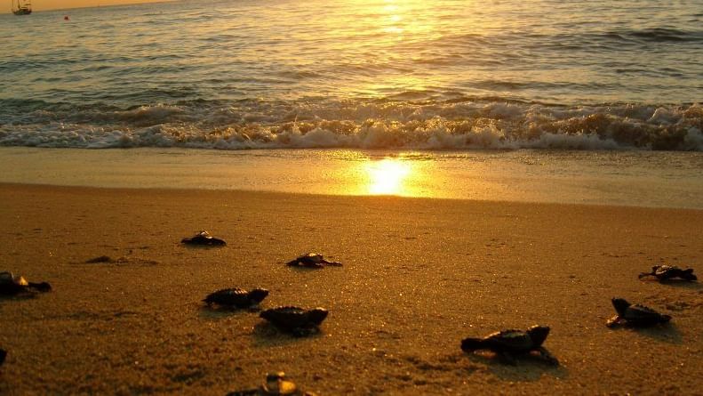 Turtles in the coast of Cabo near Casa Dorada Los Cabos