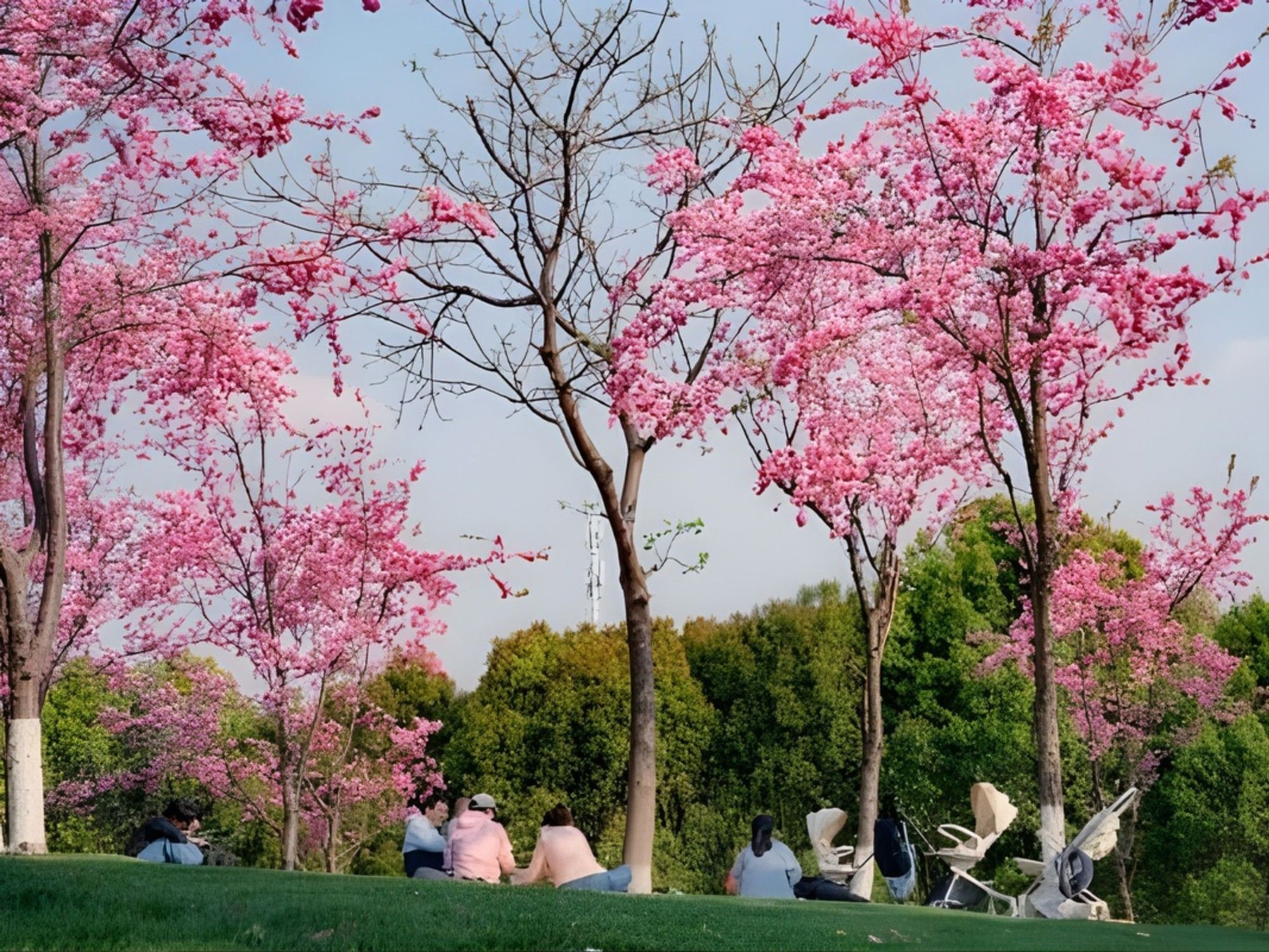 Yunan University | Cherry Blossom | Grand Park Kunming
